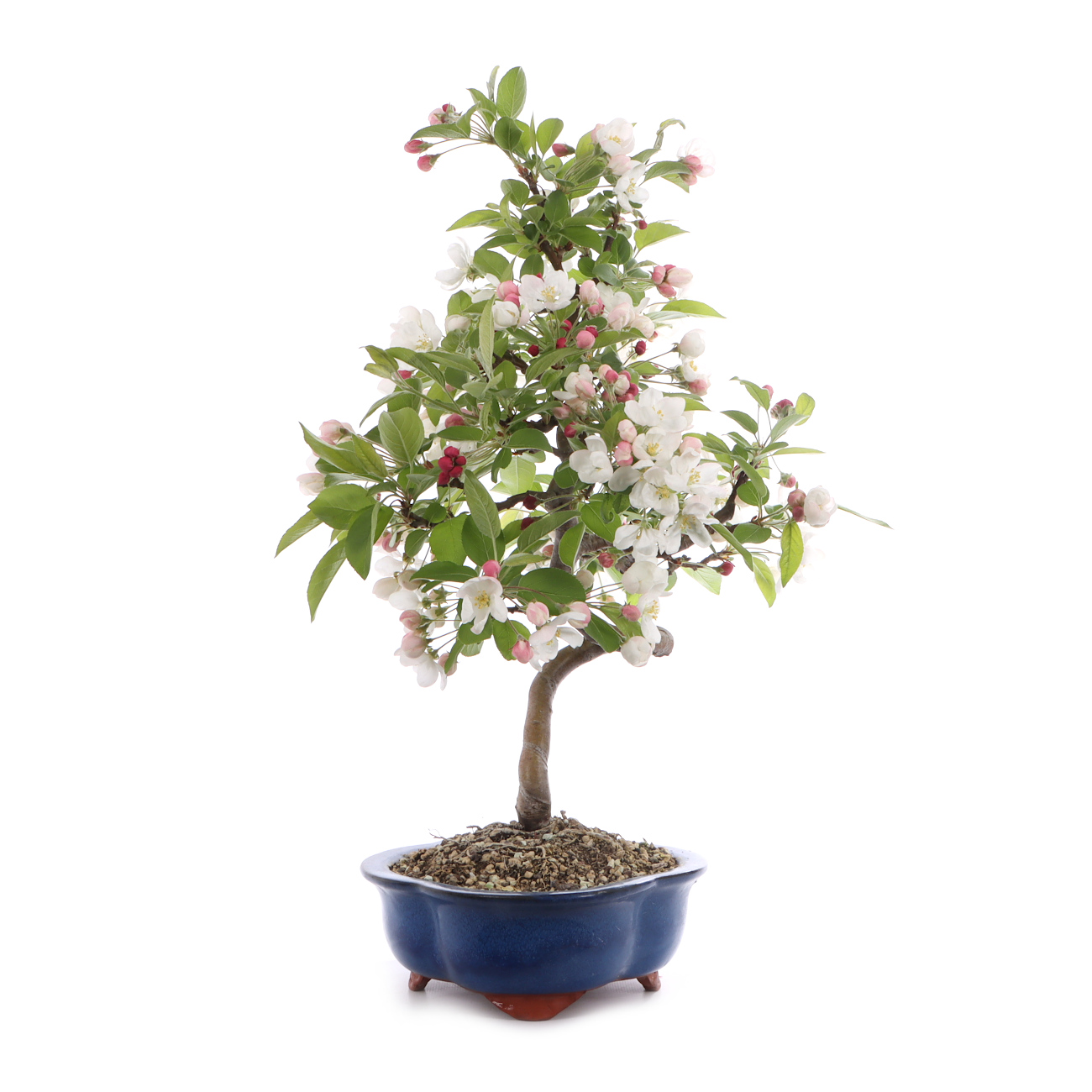 Malus spec.