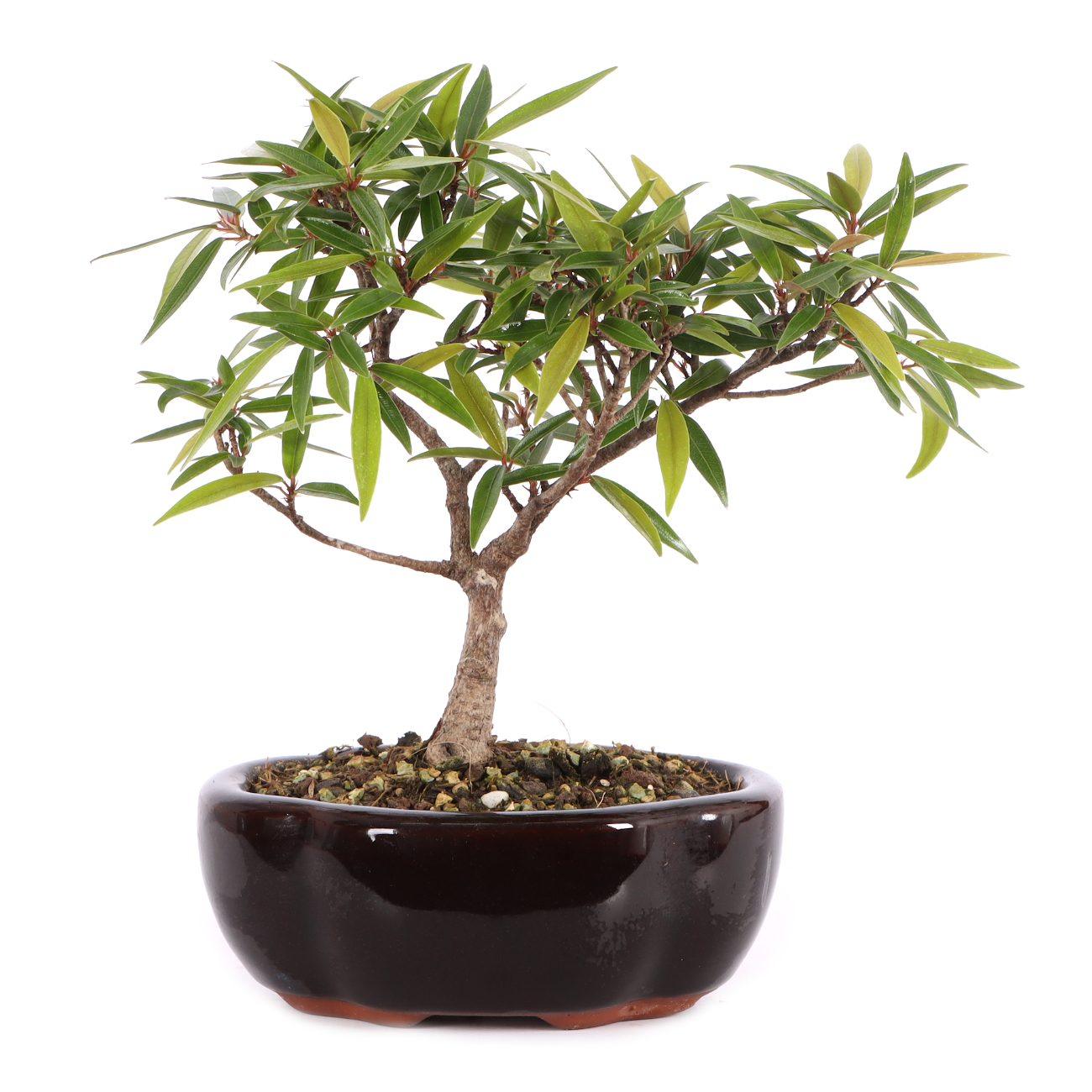 Ficus sikkimensis