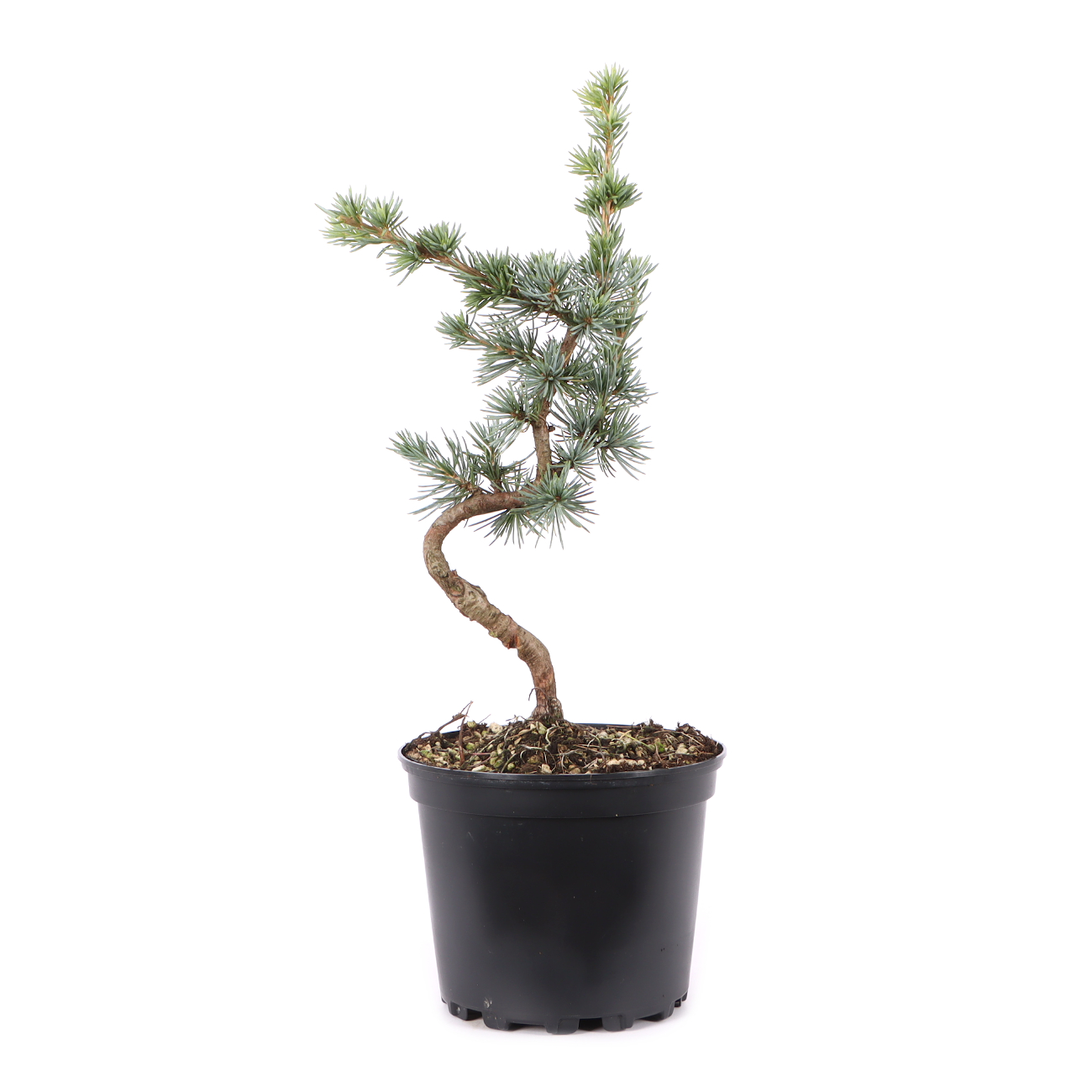 Cedrus atlantica 'Glauca'