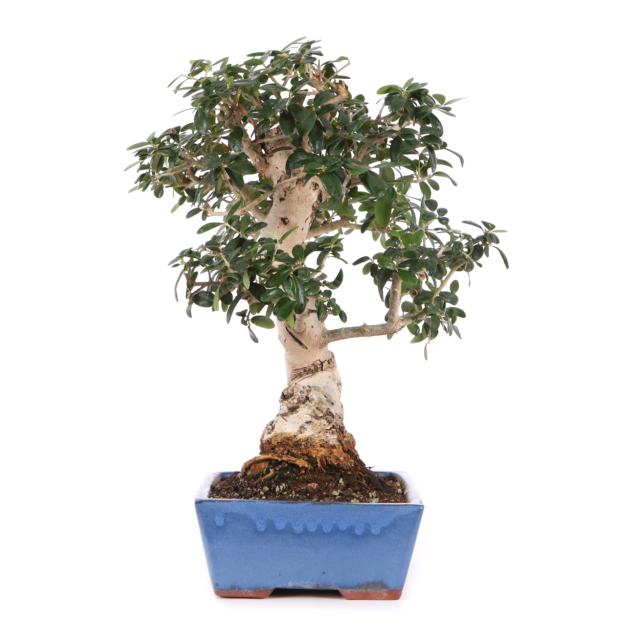 Olea europaea subsp. sylvestris