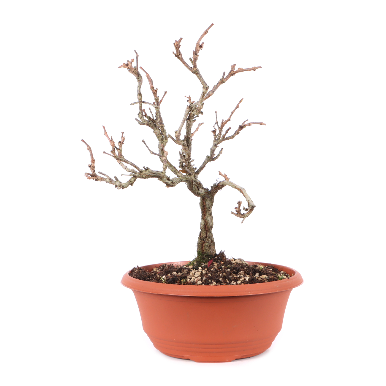 Parthenocissus quinquefolia