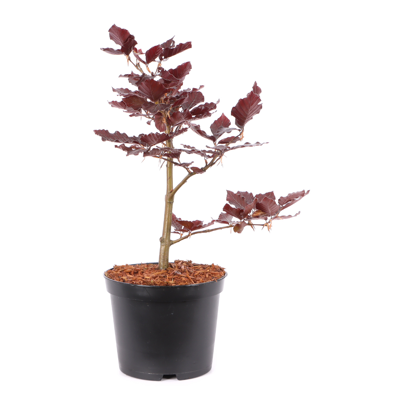 Fagus sylvatica f. purpurea