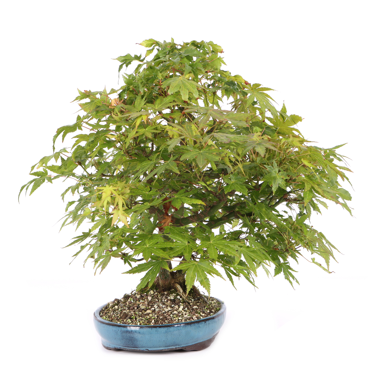 Acer palmatum