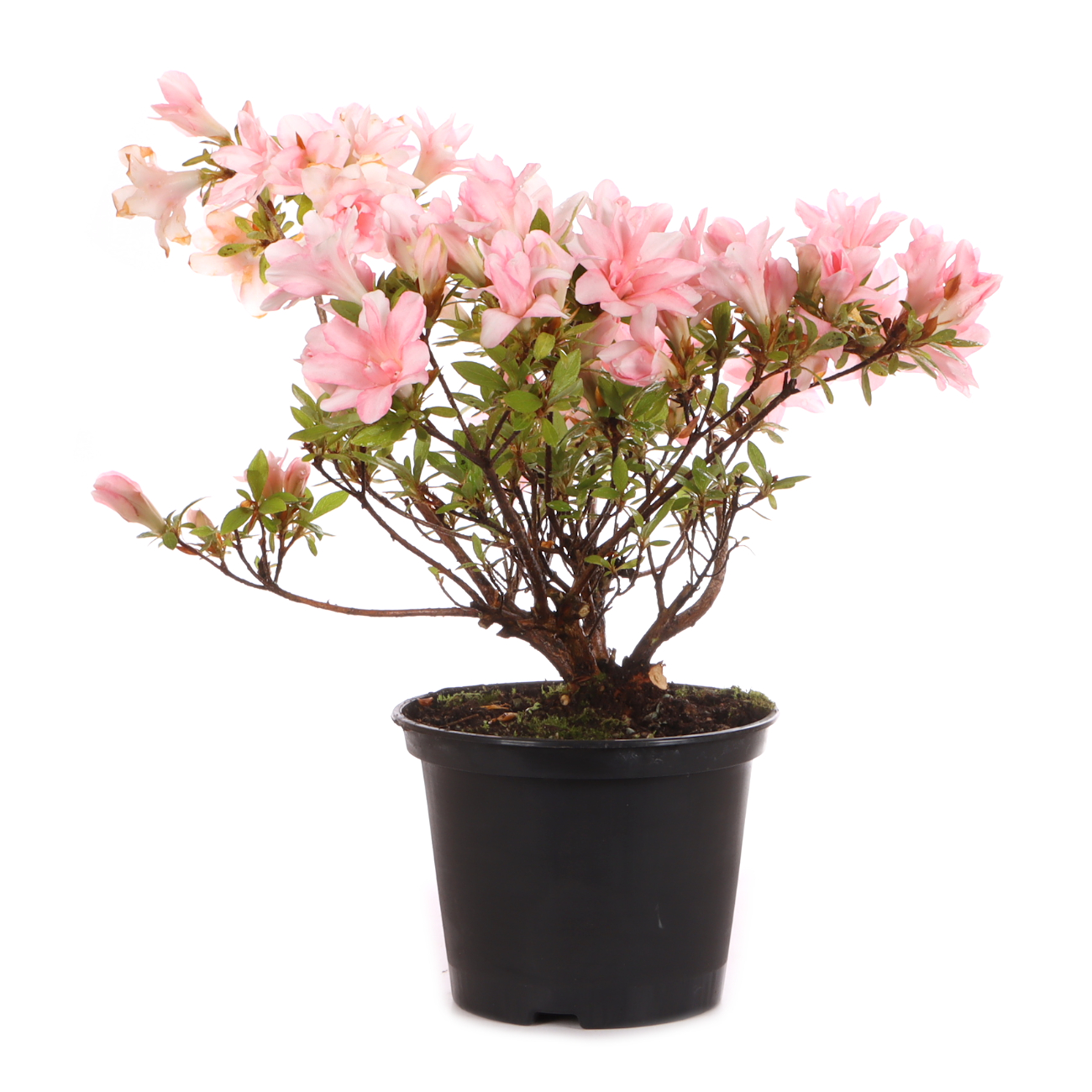 Rhododendron indicum 'Hotaru'