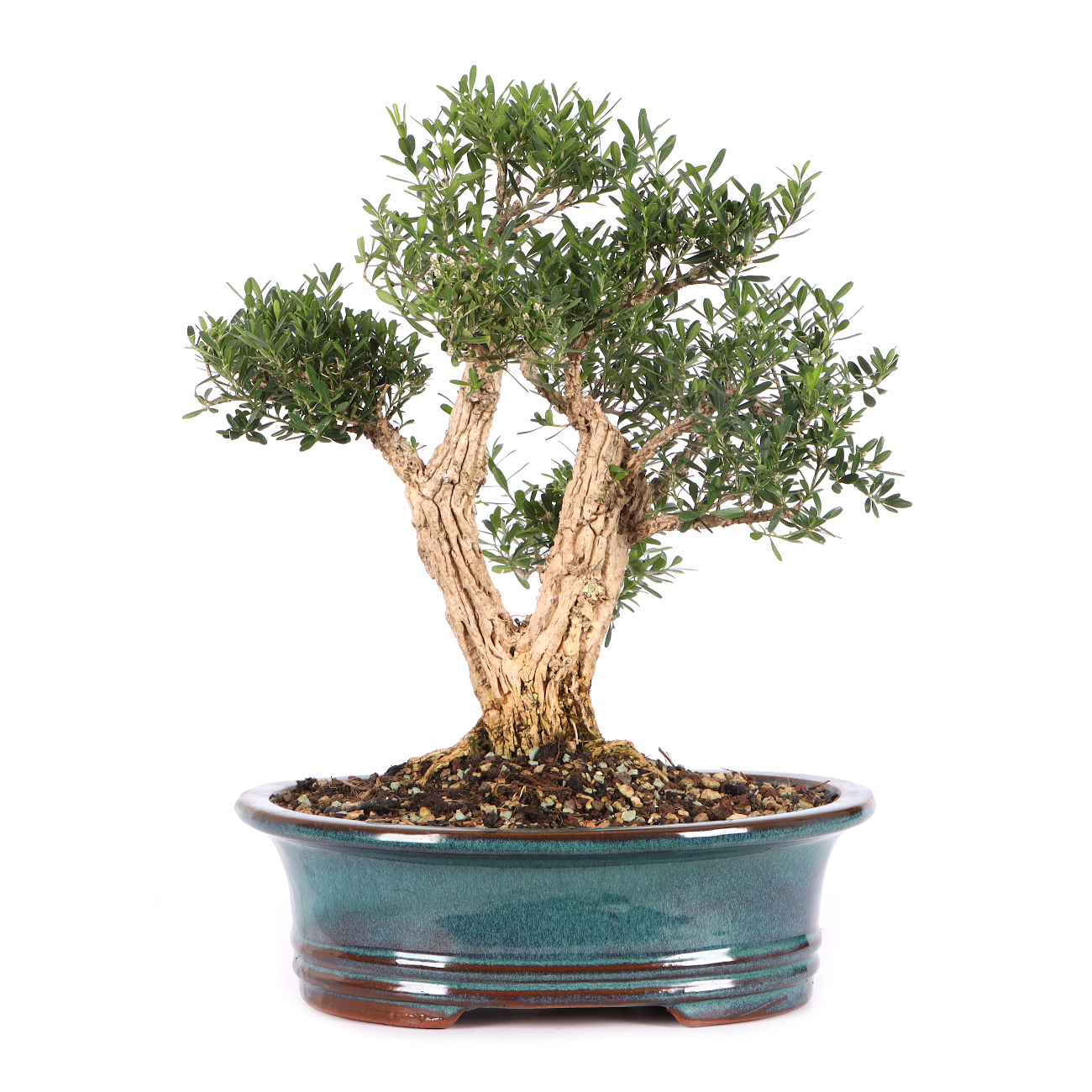 Buxus sinica var. sinica
