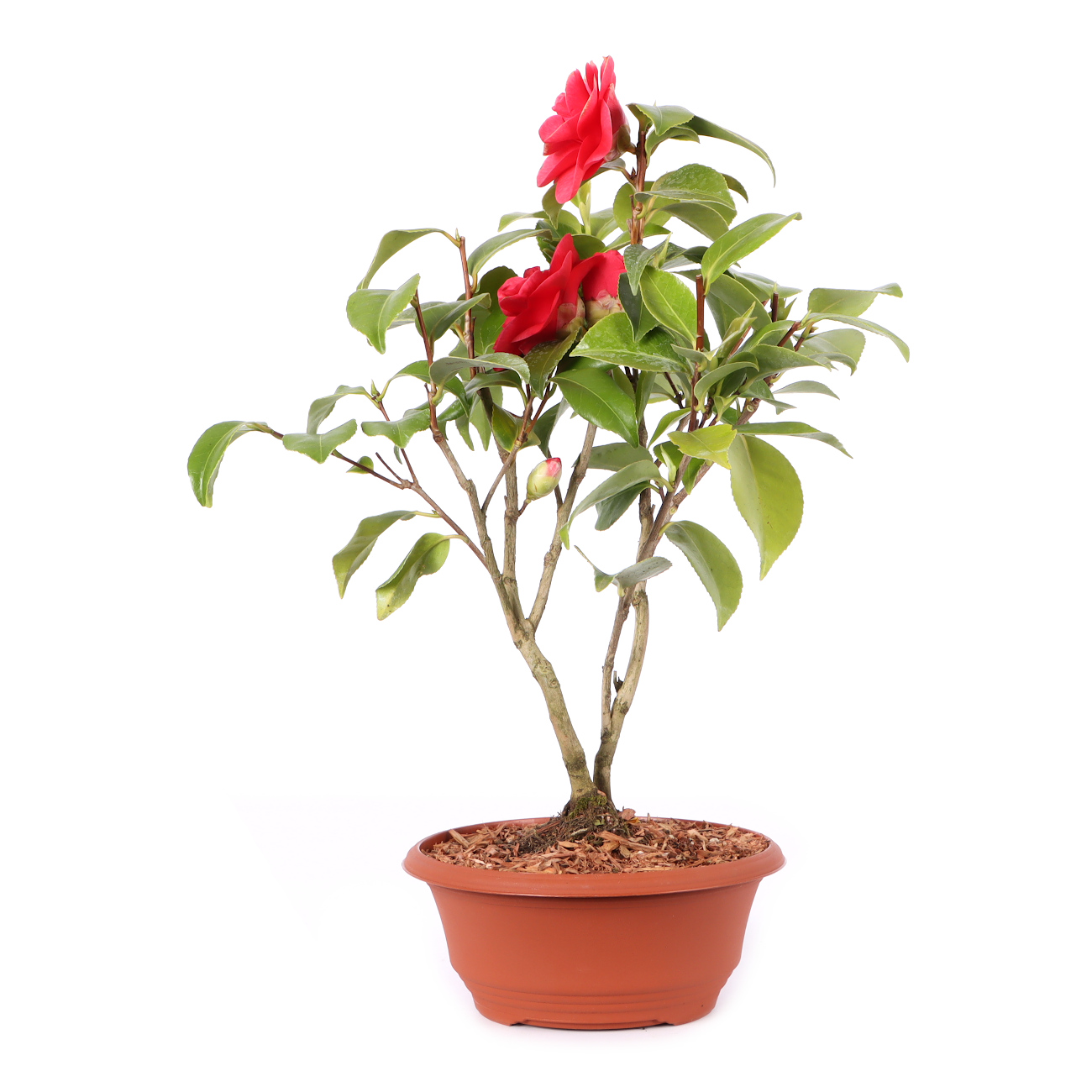 Camellia japonica 'Bonomiana'
