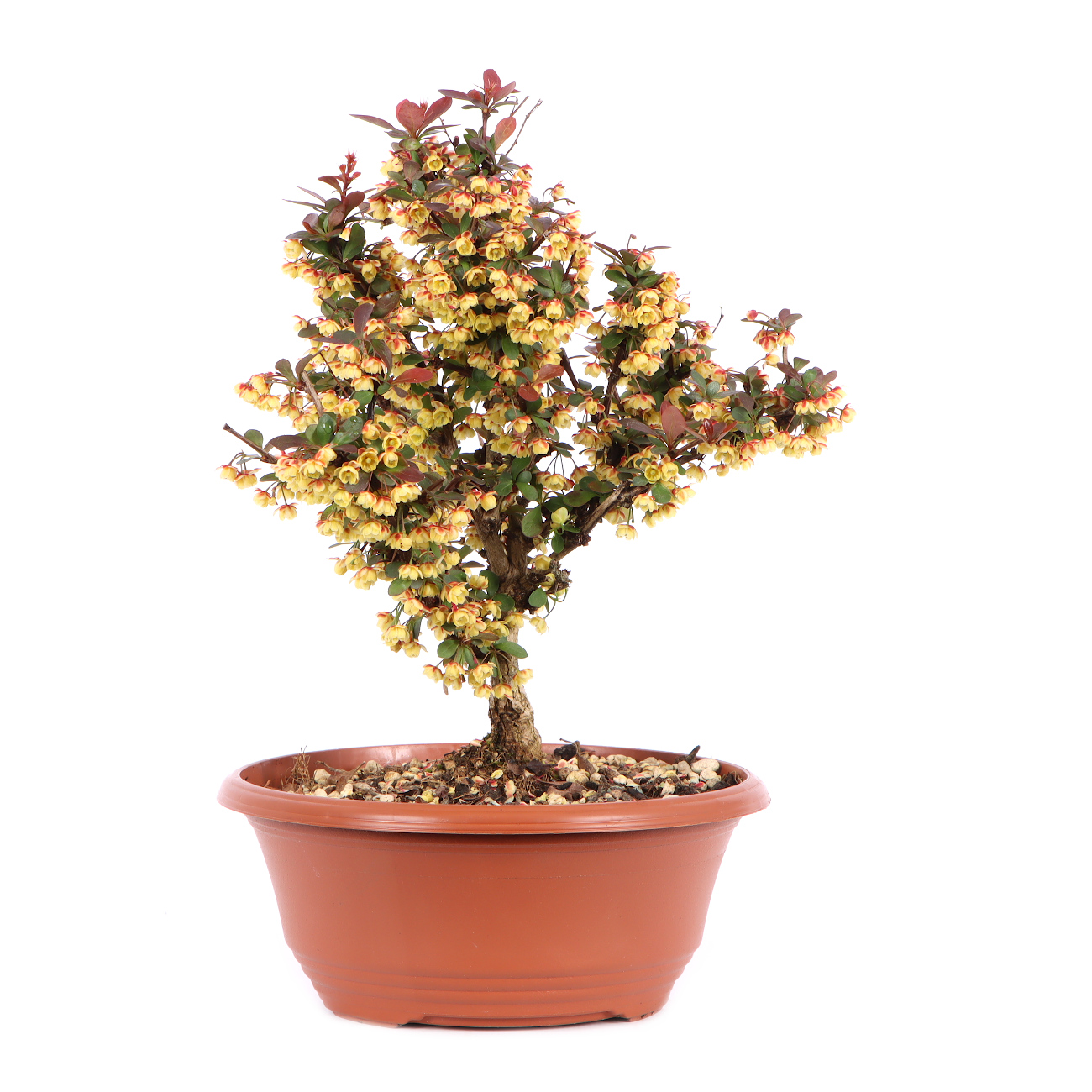 Seitenansicht rechts