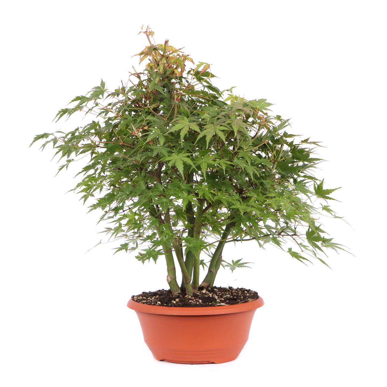 Seitenansicht rechts