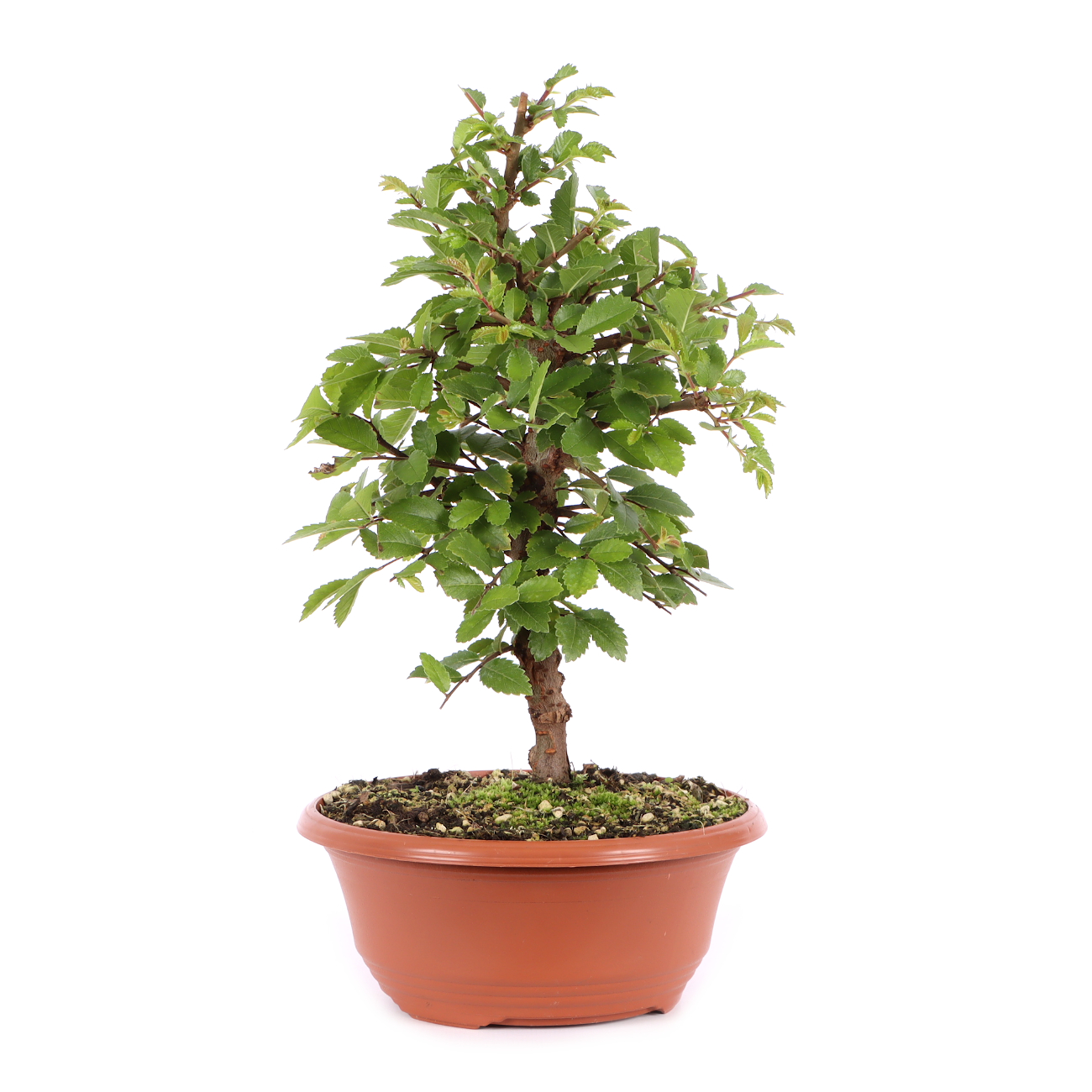 Ulmus japonica