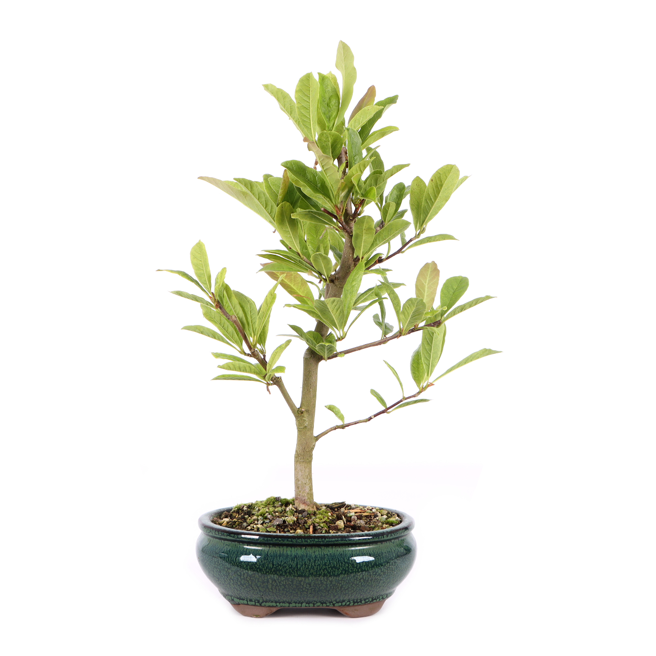 Magnolia stellata 'Royal Star'