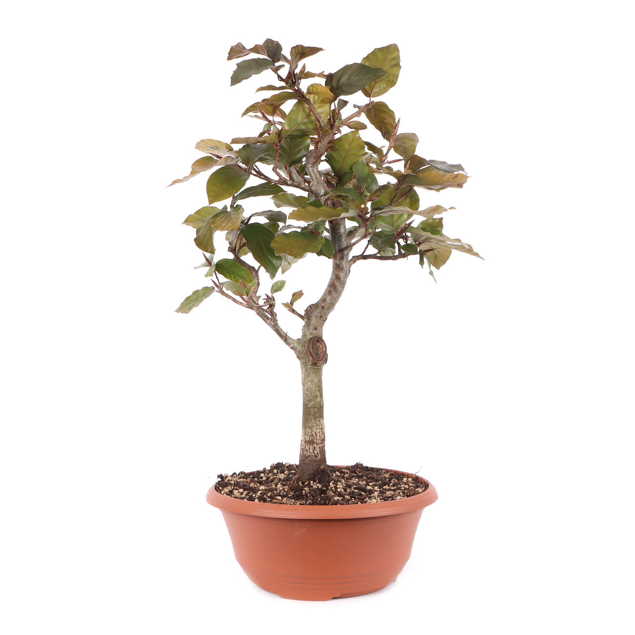 Fagus sylvatica f. purpurea