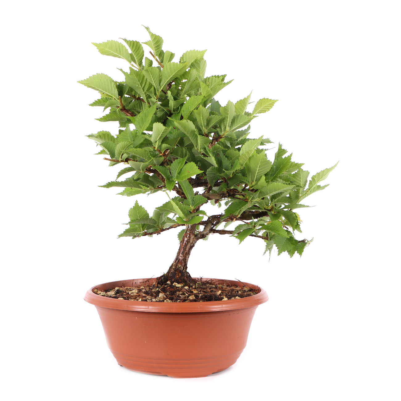 Ulmus minor var.