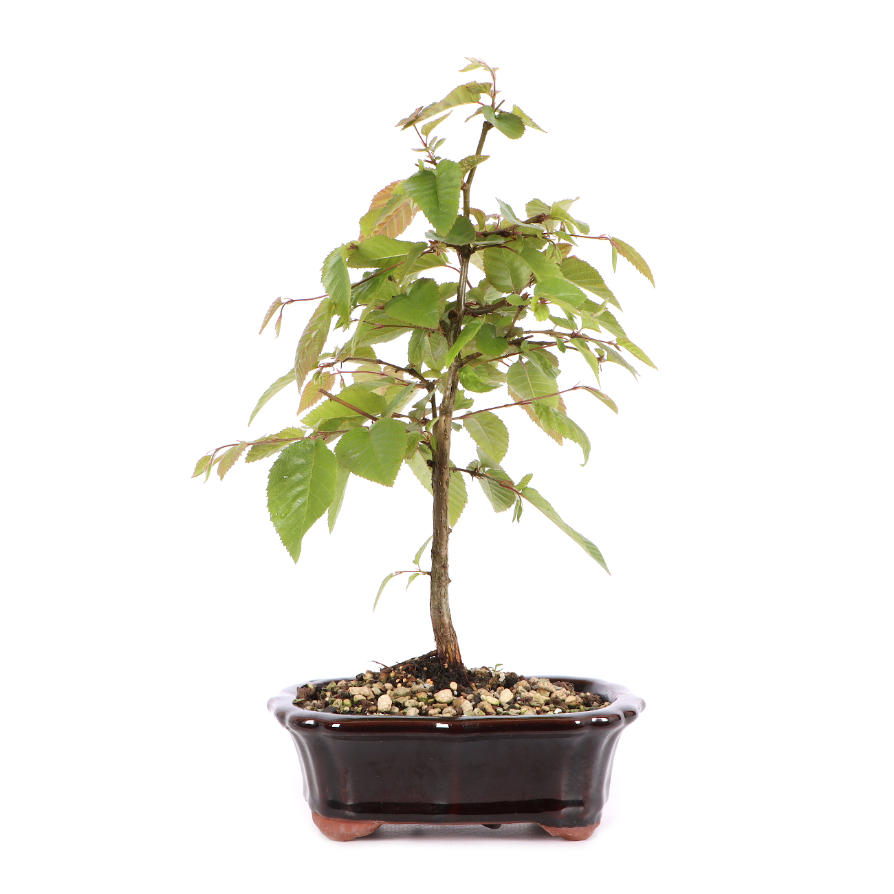 Carpinus turczaninowii