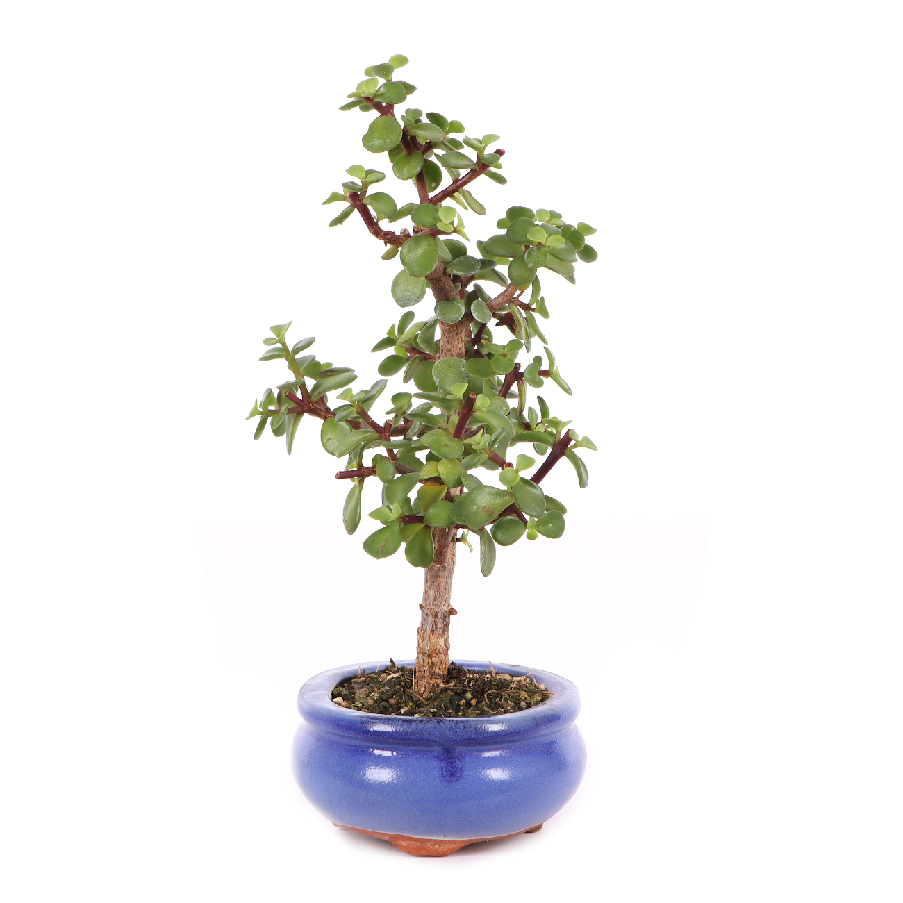 Portulacaria afra