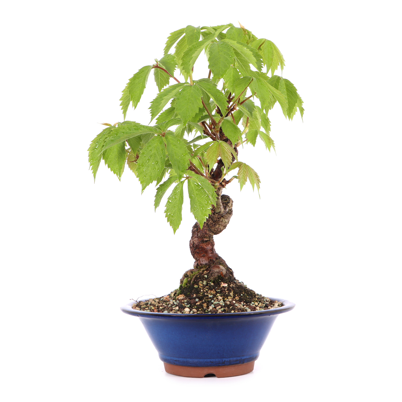 Parthenocissus quinquefolia