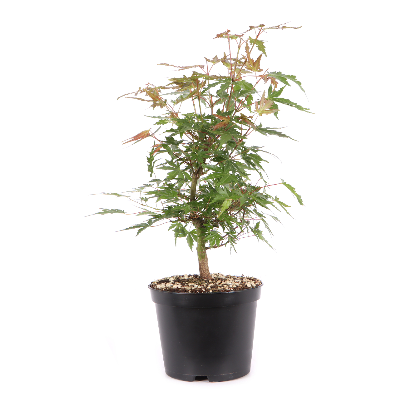 Acer palmatum