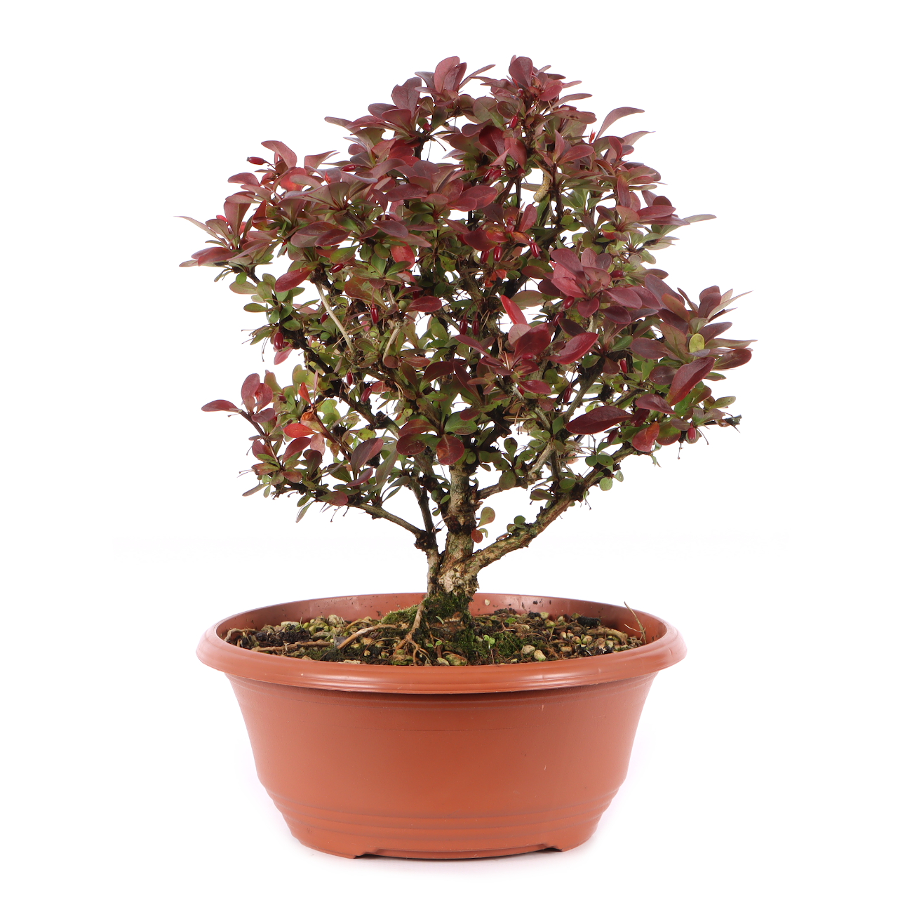 Berberis thunbergii 'Atropurpurea Nana'