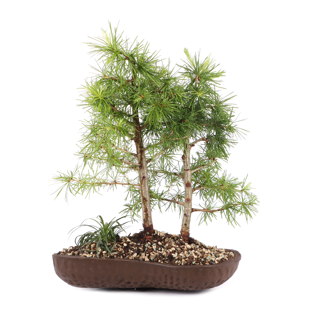 Larix decidua