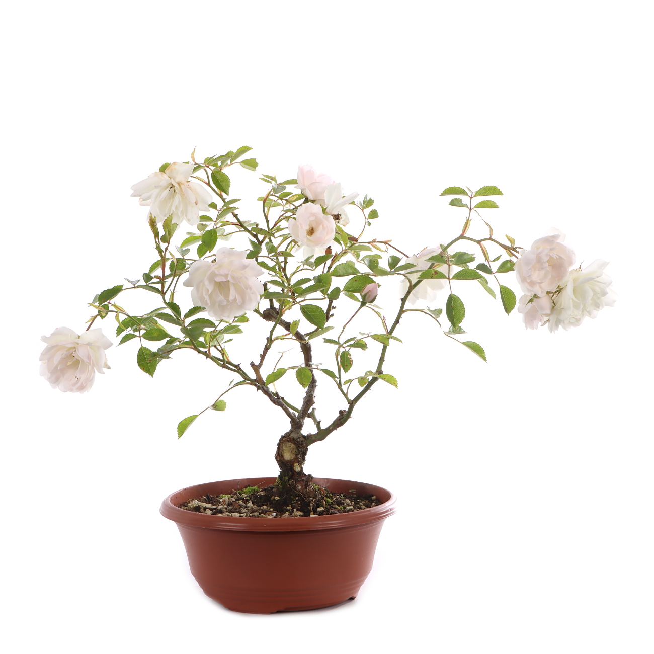 Rosa spec. - weiß