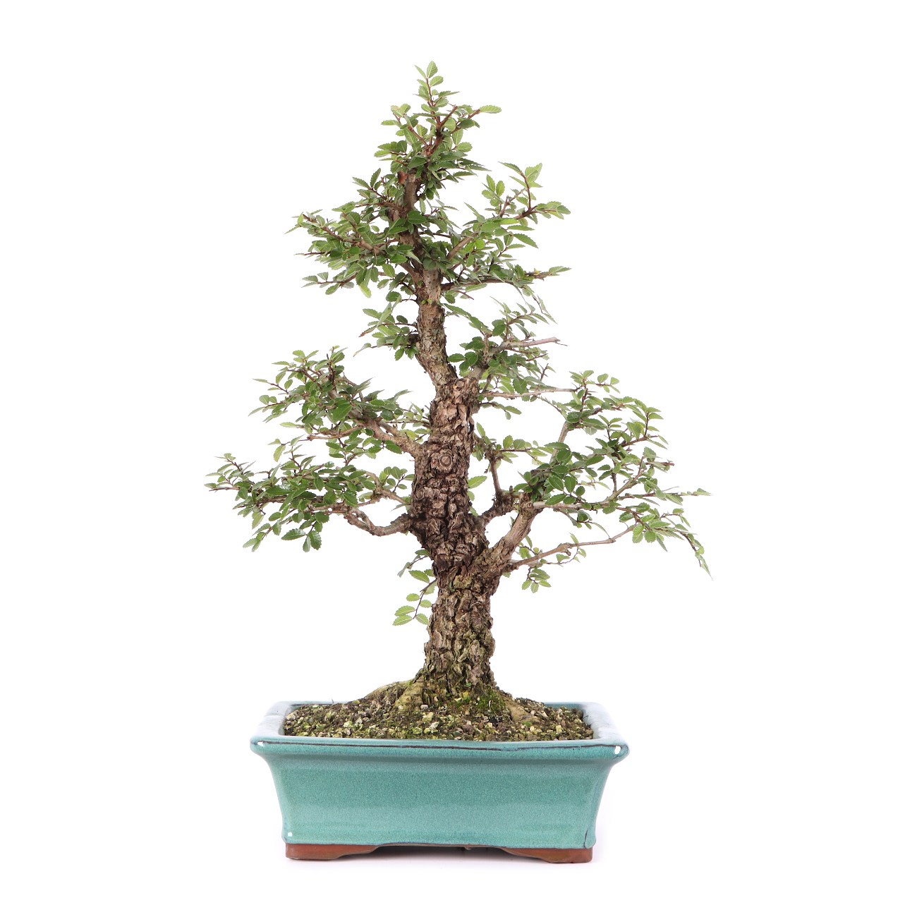 Ulmus japonica