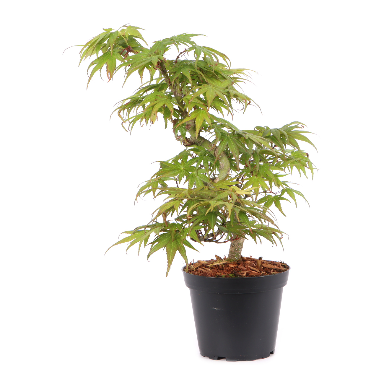 Acer palmatum 'Mikawa Yatsubusa'