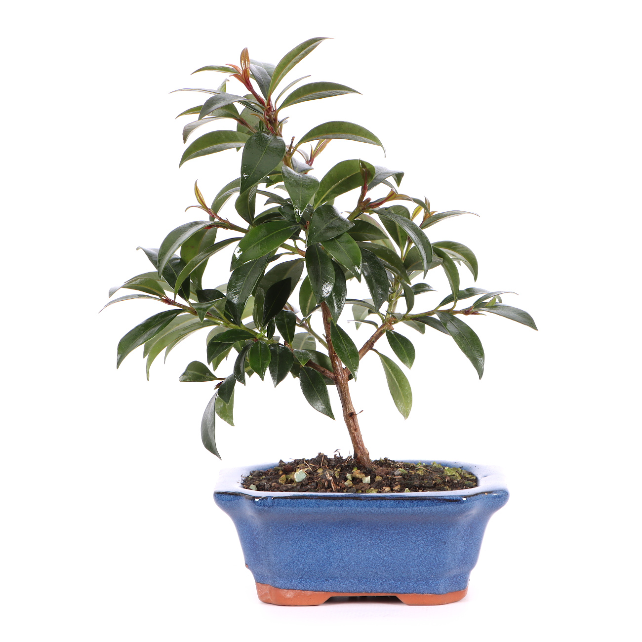 Syzygium paniculatum