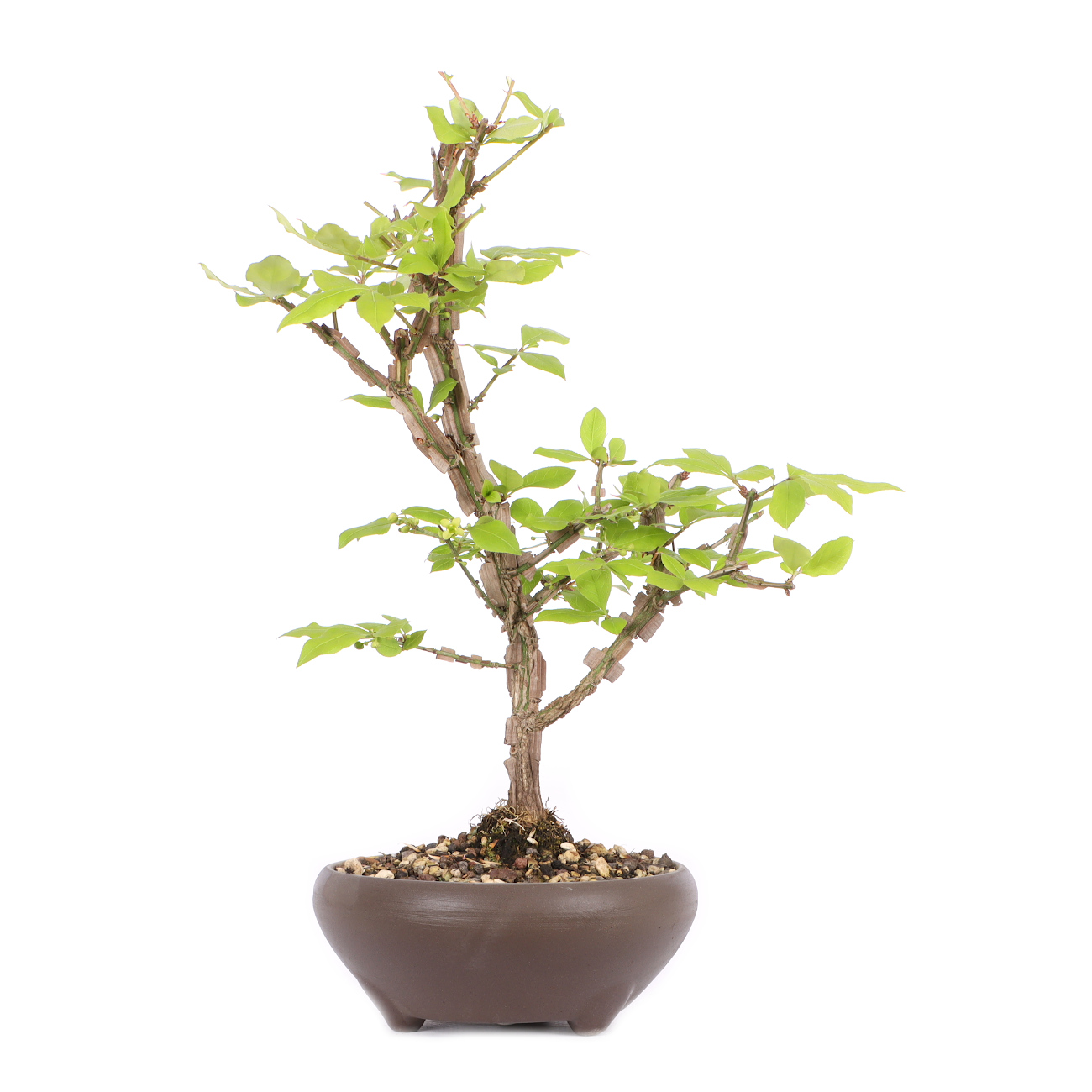 Euonymus alatus