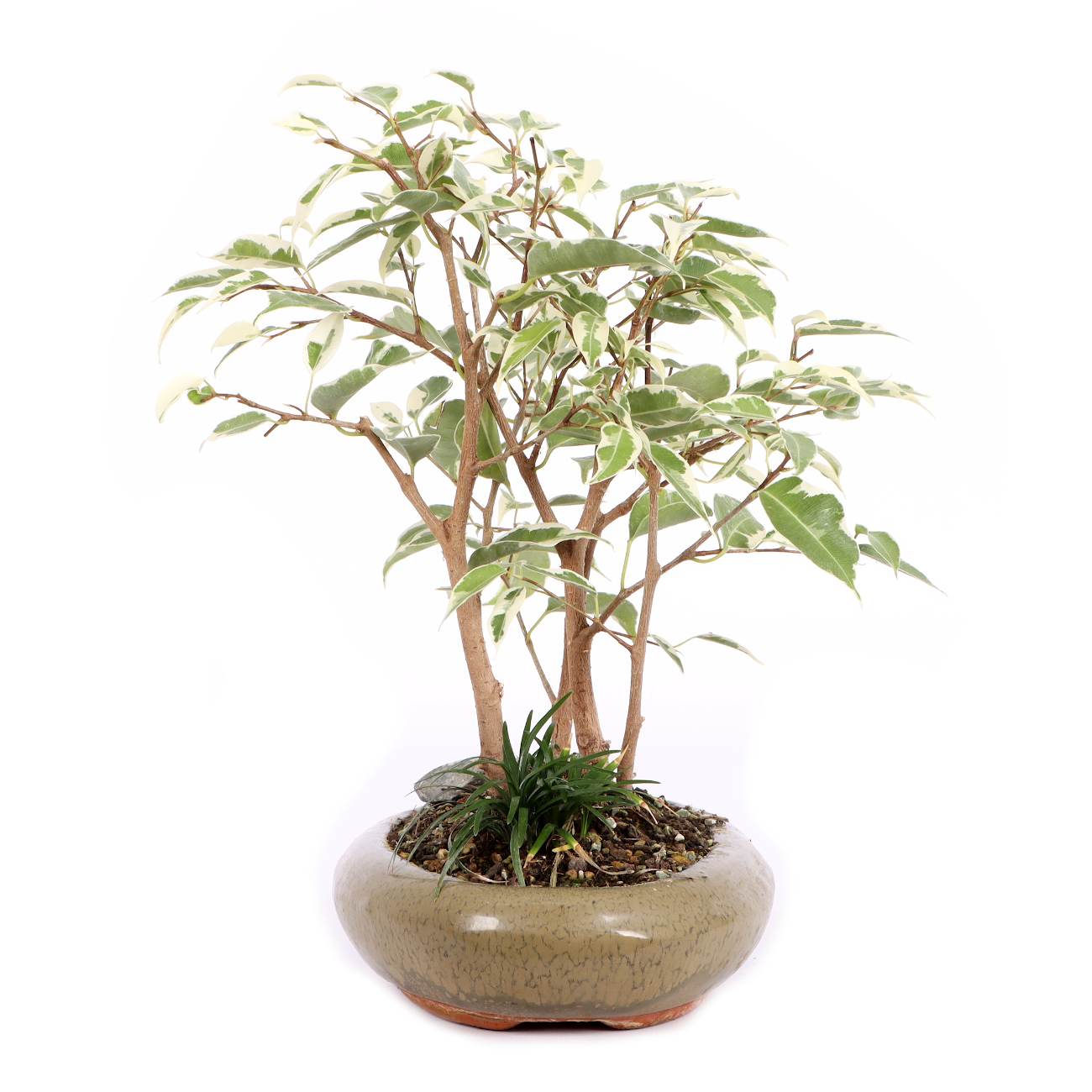 Seitenansicht rechts