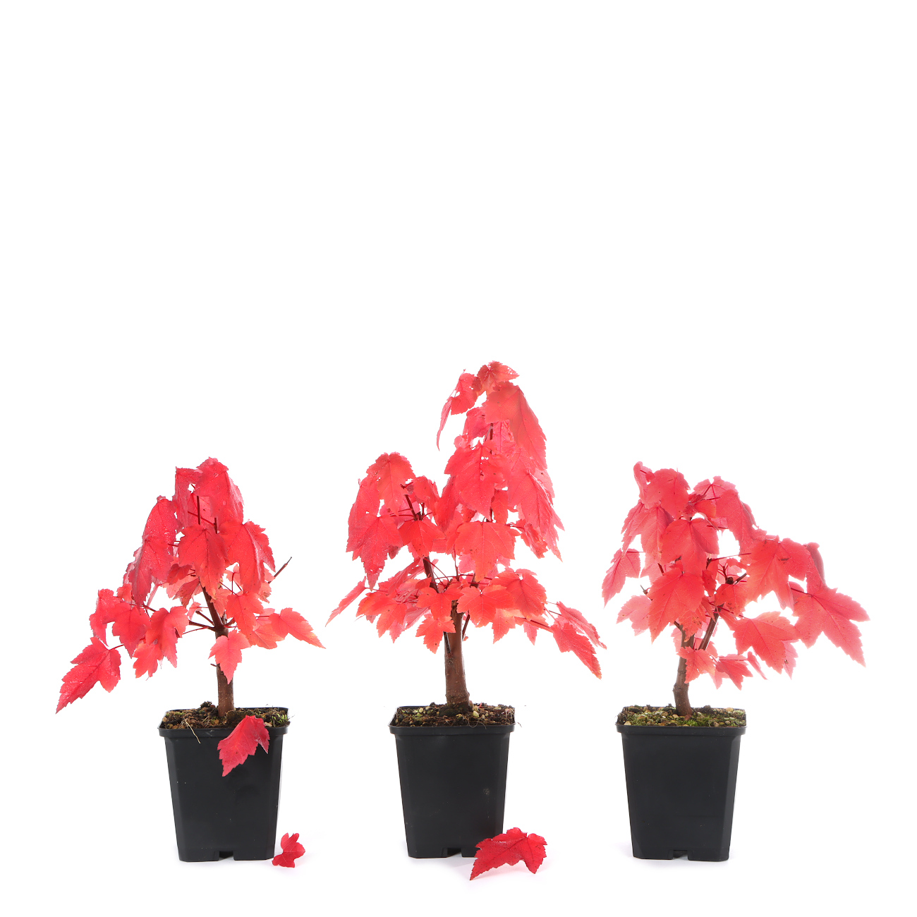 Acer rubrum 'October Glory'