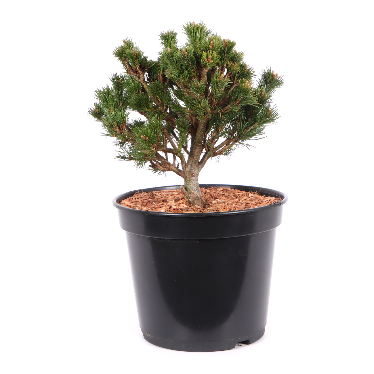 Pinus parviflora 'Kusu Dama'