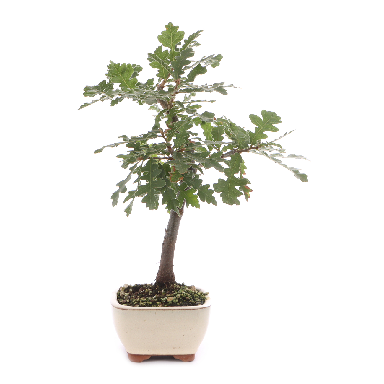 Quercus cerris