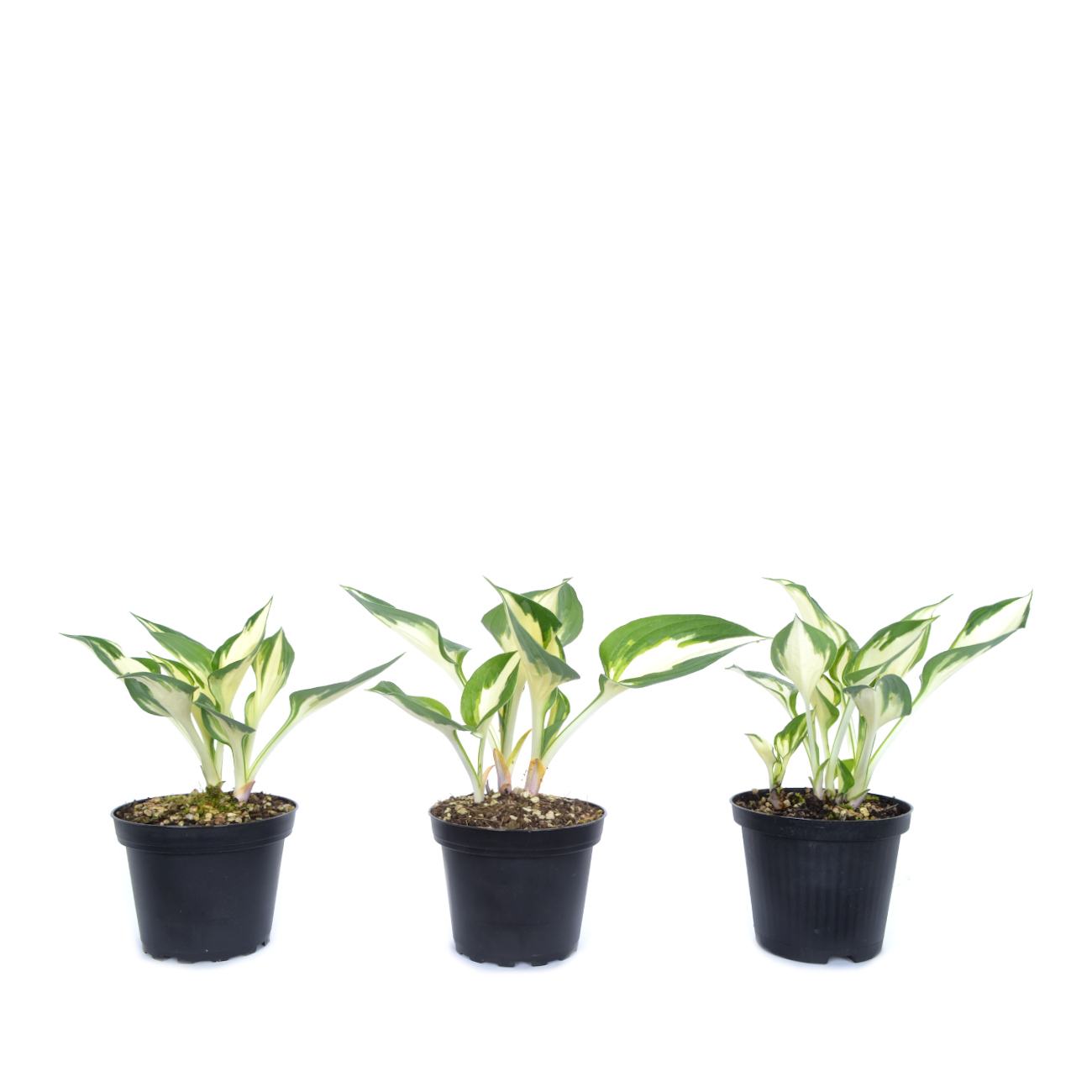 Hosta 'Fire and Ice'