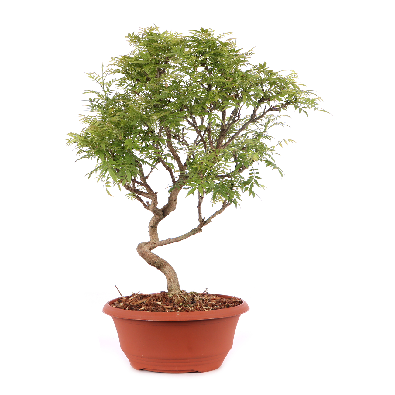 Millettia japonica 'Hime Fuji'