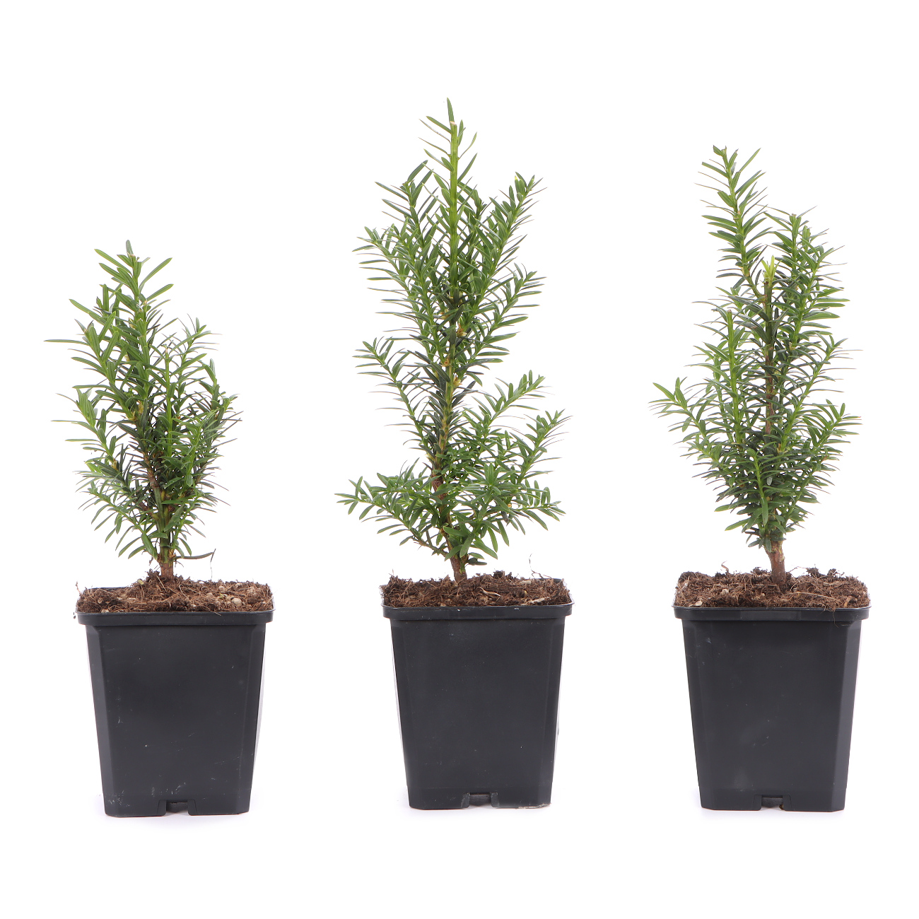 Taxus cuspidata 'Lescow'