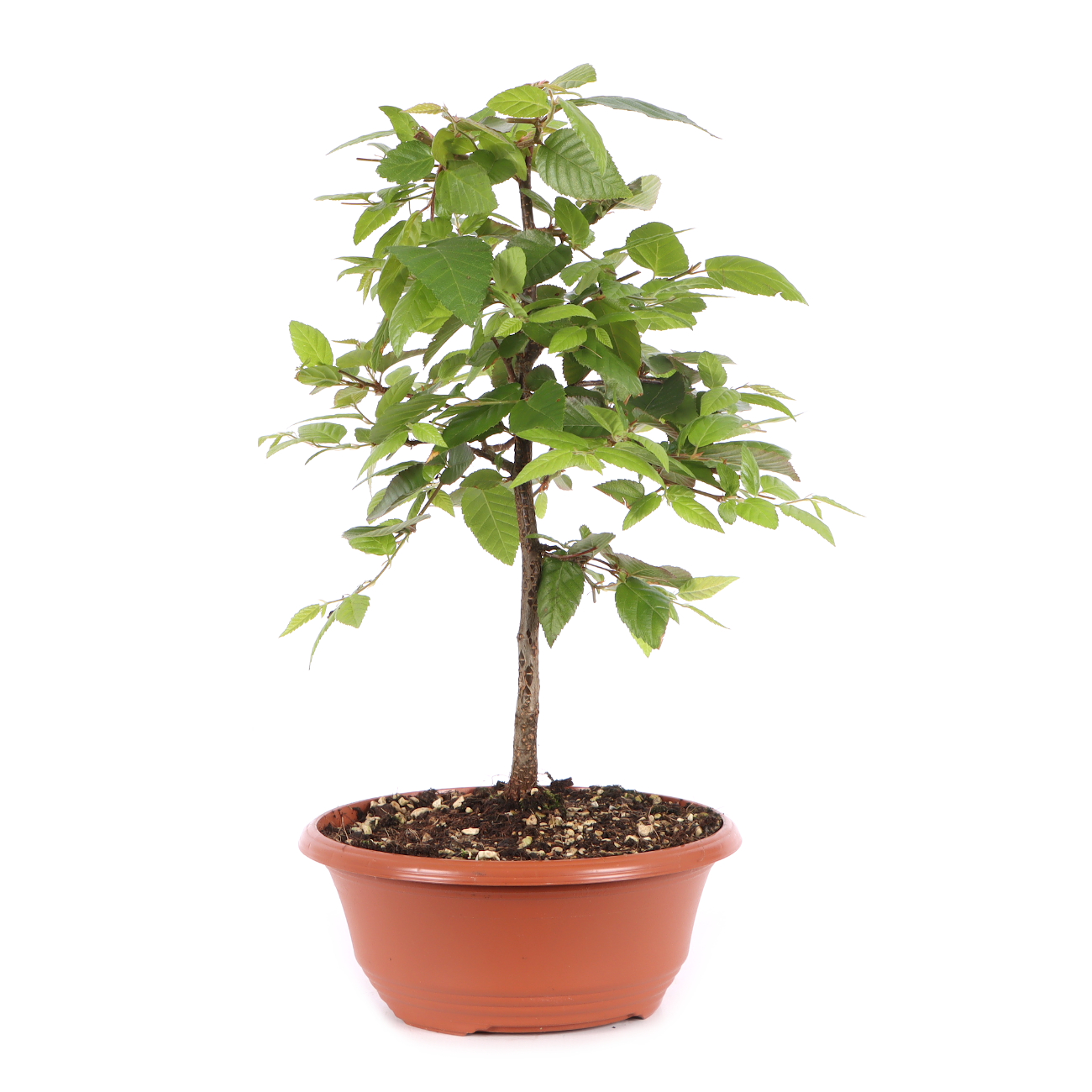Carpinus turczaninowii