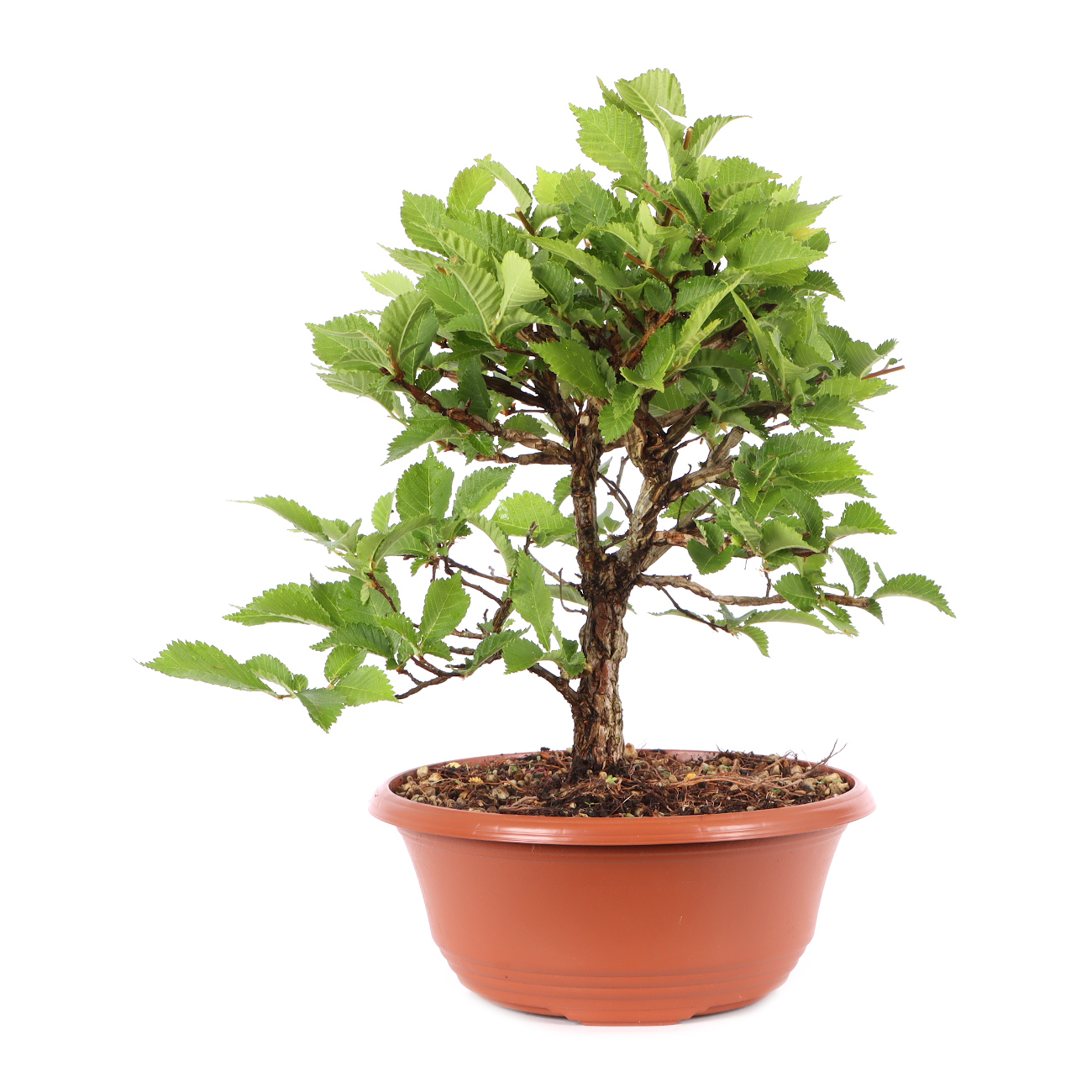 Ulmus minor var.