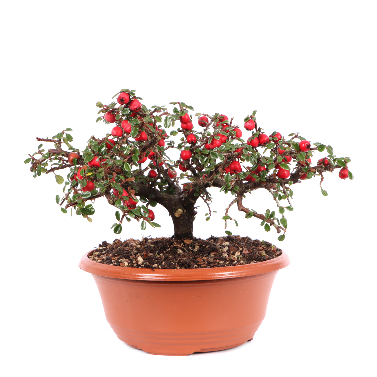 Cotoneaster microphyllus 'Cochleatus'