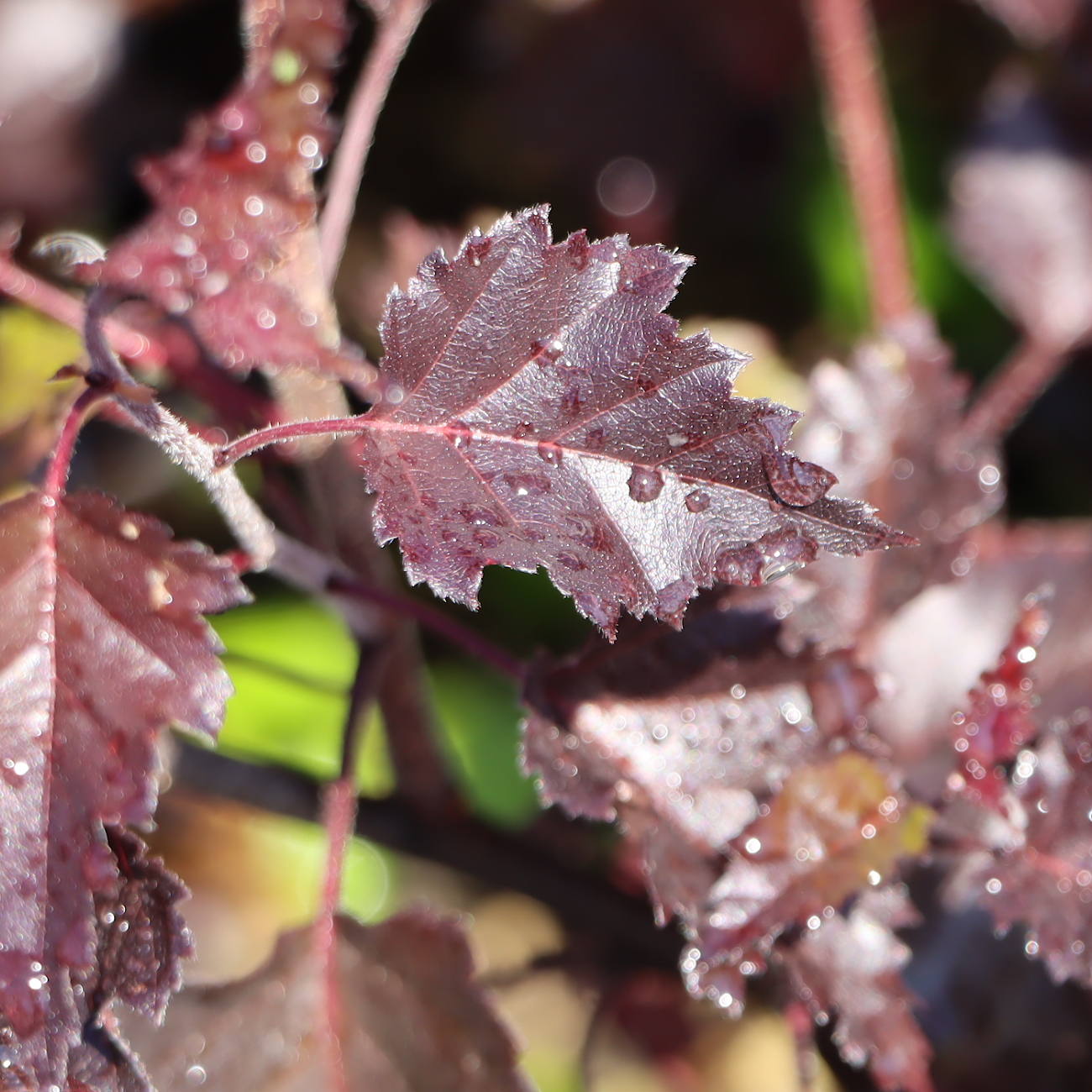 Betula pendula 'Purpurea'