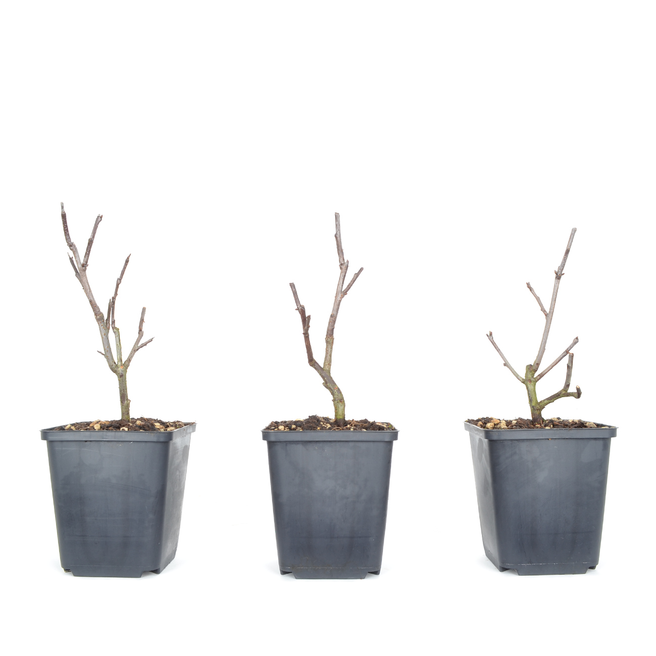 Prunus x cistena