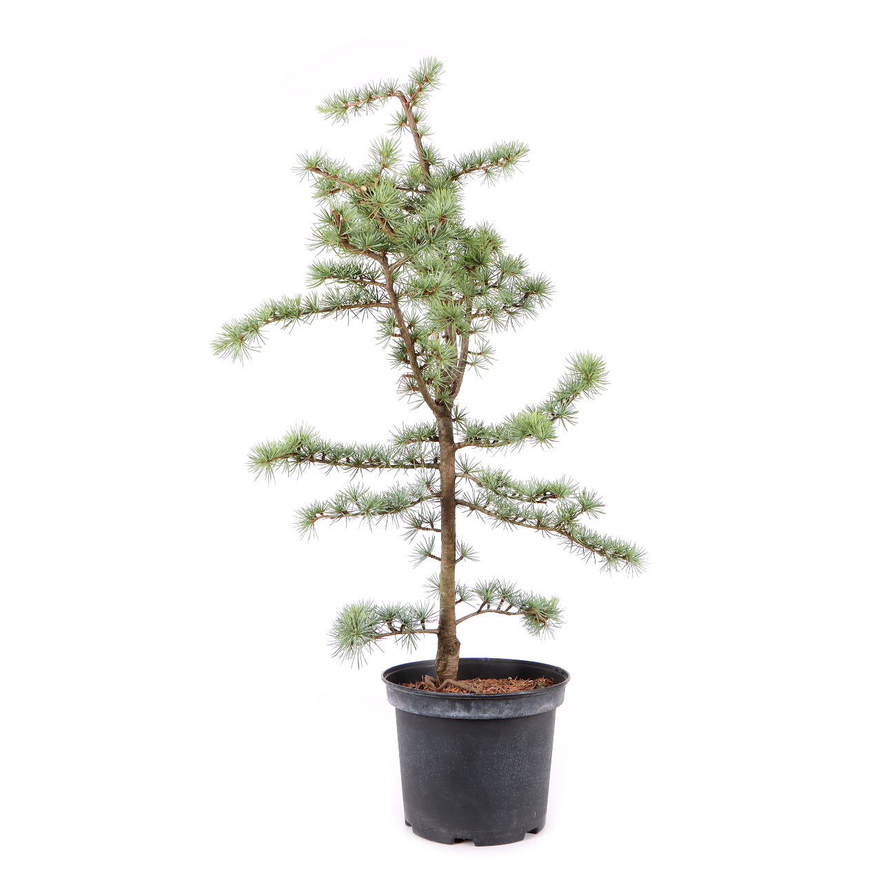 Cedrus atlantica 'Glauca'