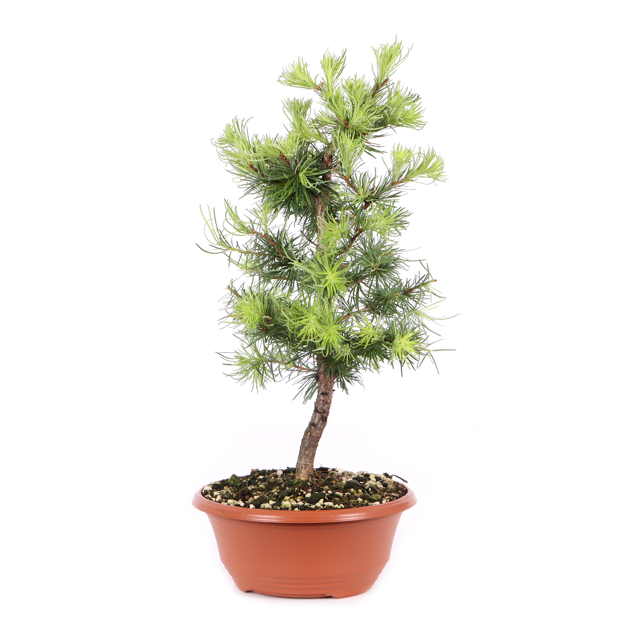 Larix kaempferi