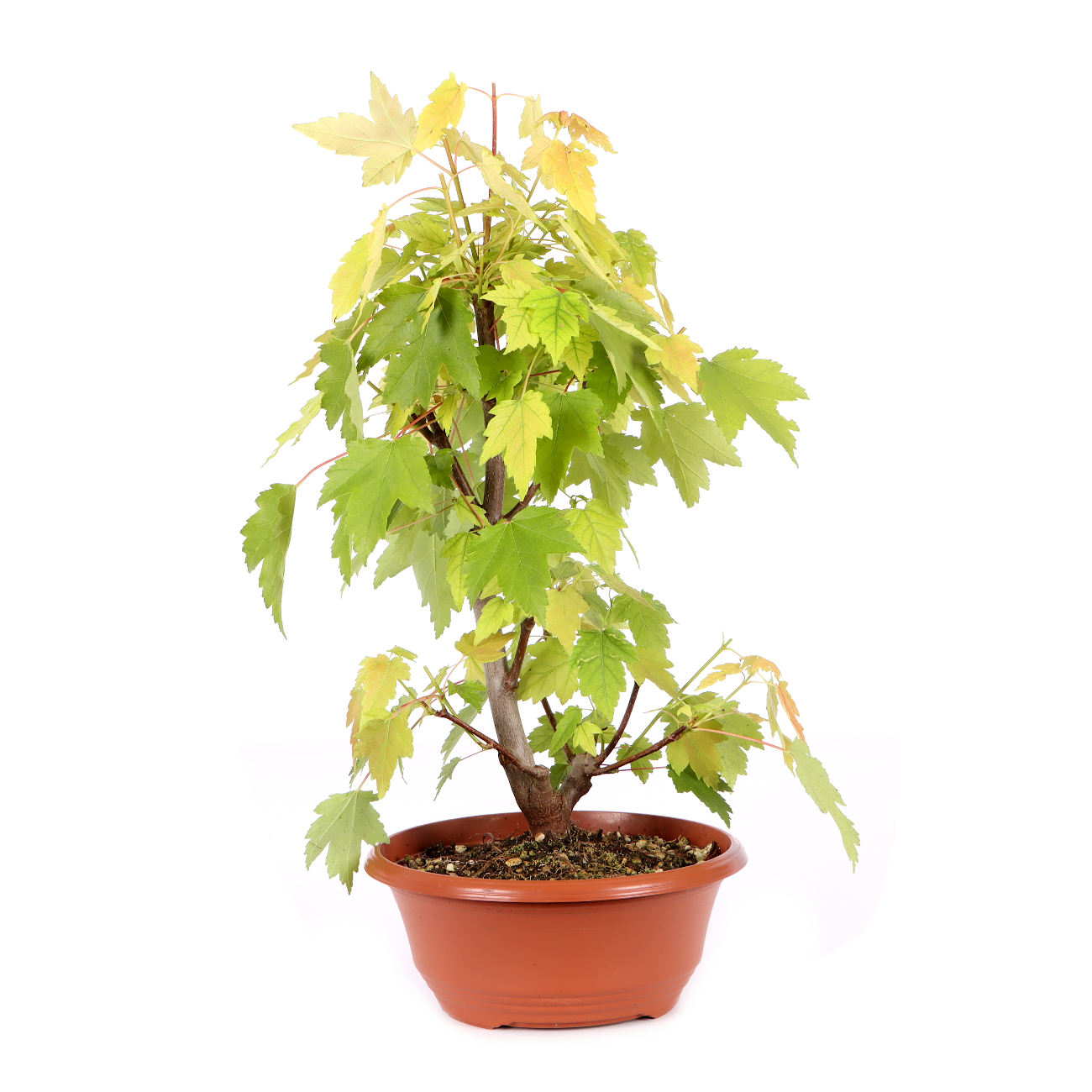 Acer rubrum 'October Glory'