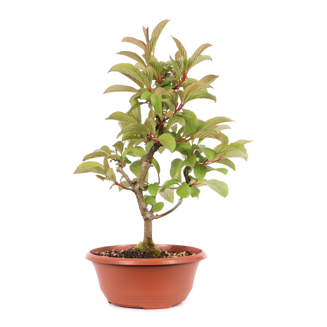Viburnum x bodnantense 'Dawn'