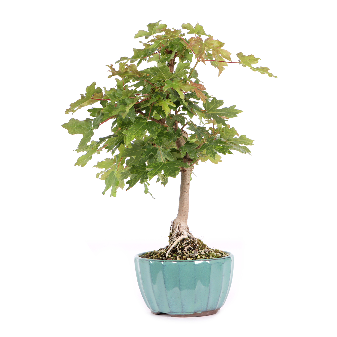 Acer campestre