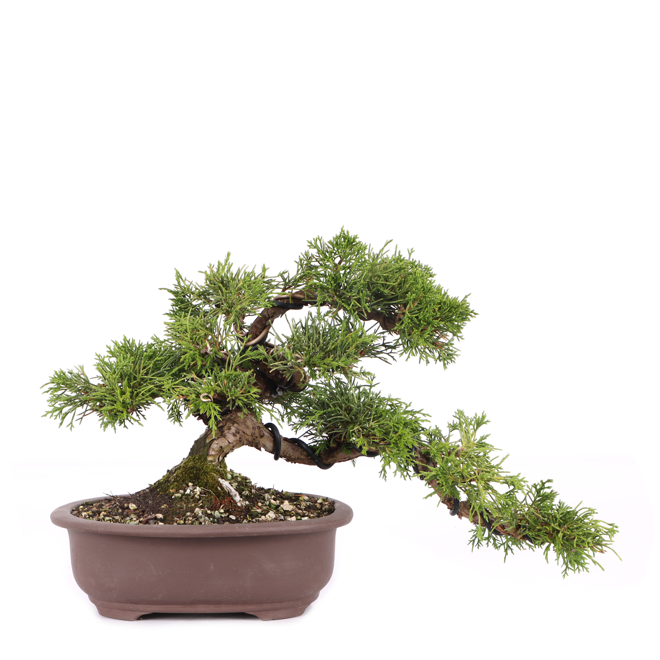 Juniperus chinensis 'Itoigawa'