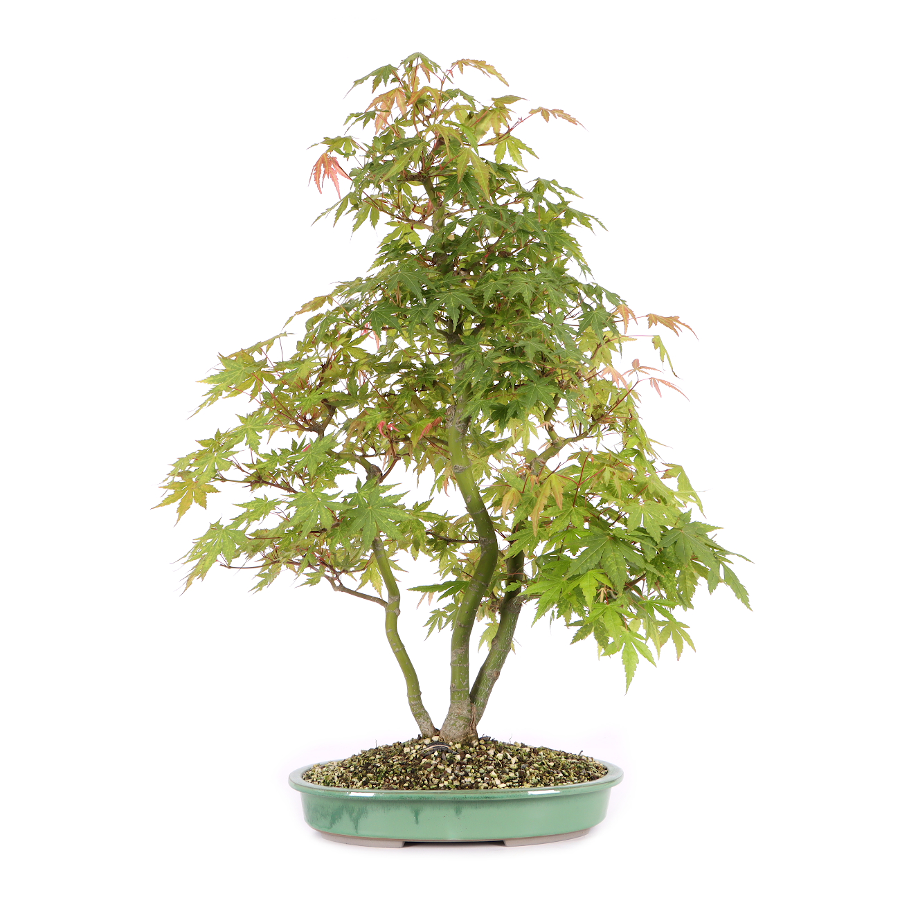 Acer palmatum
