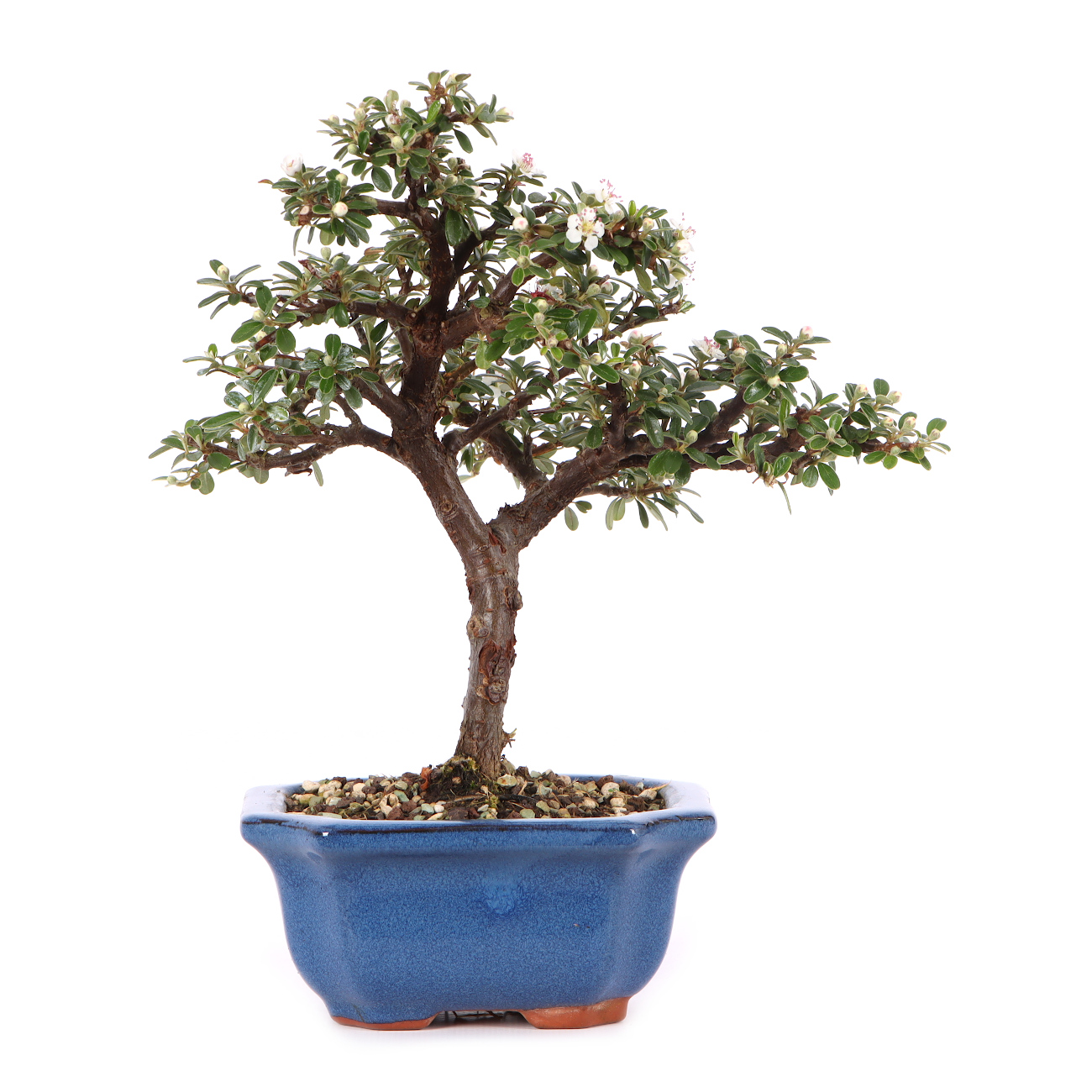 Cotoneaster dammeri 'Skogholm'