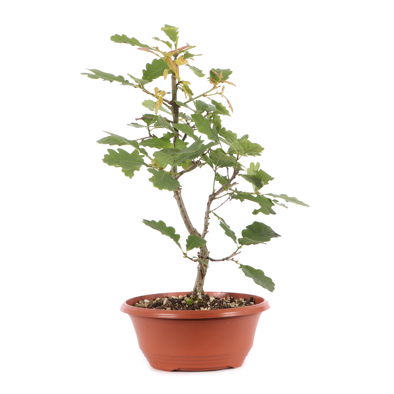 Quercus robur