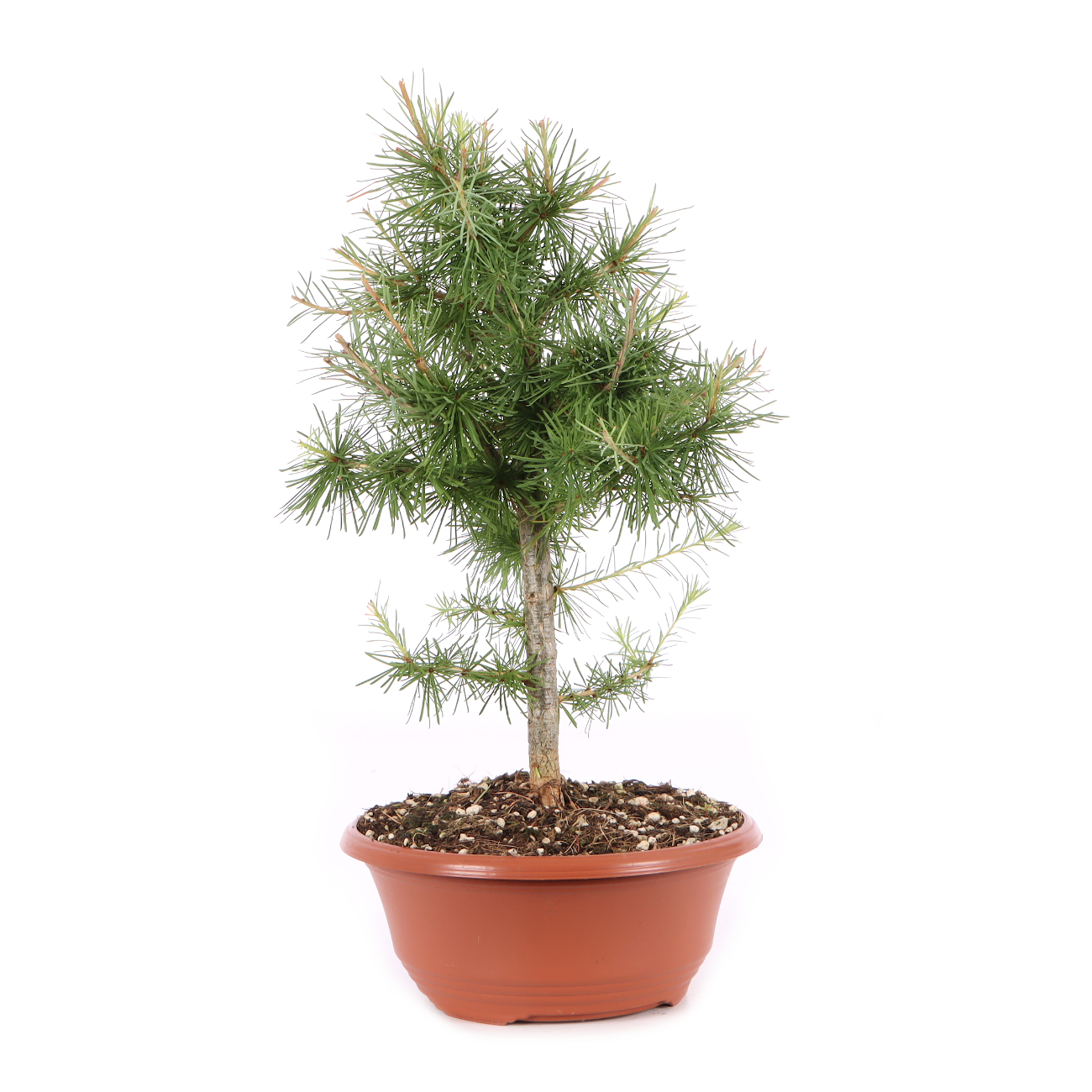 Larix decidua