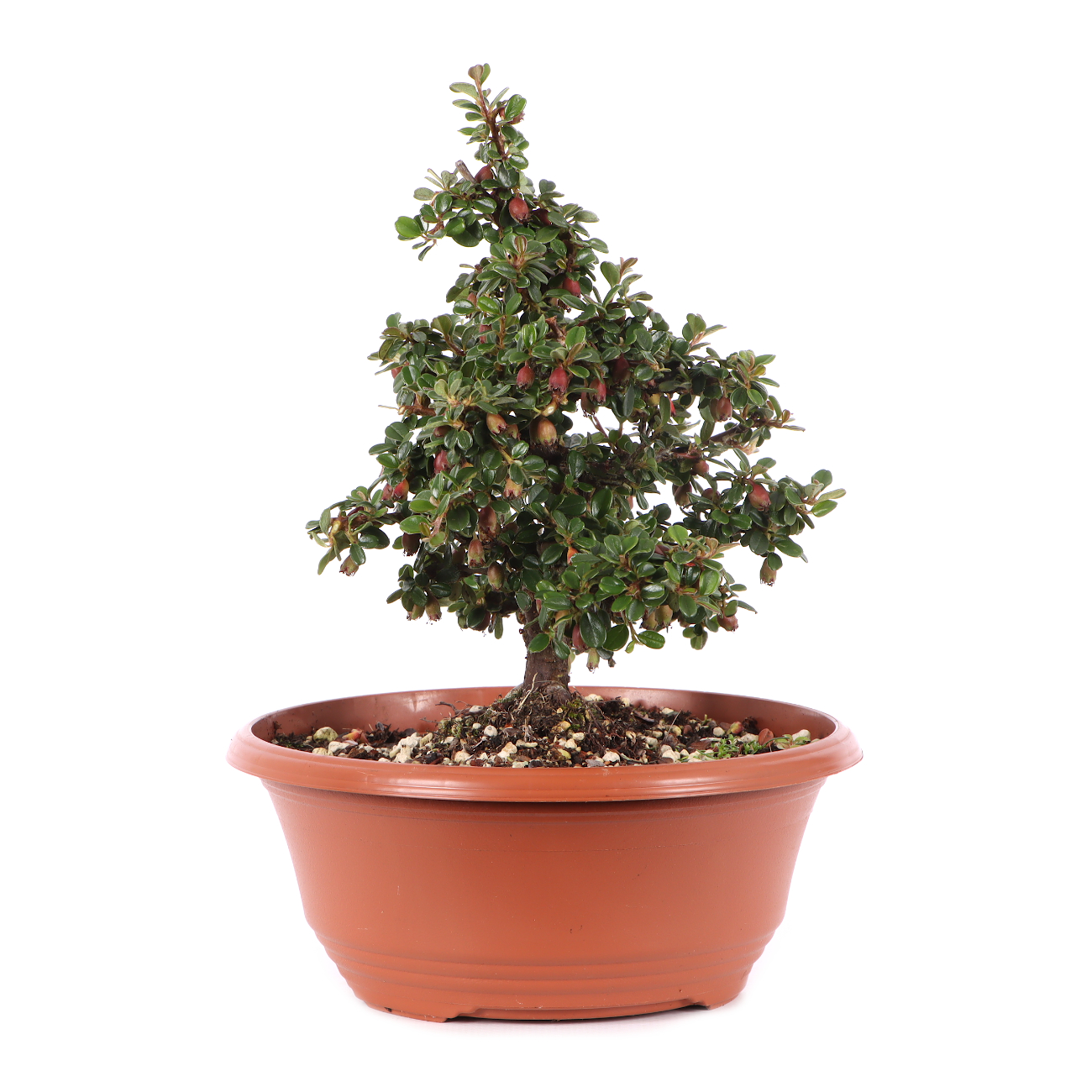Cotoneaster microphyllus 'Cochleatus'
